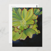 多肉質の ポストカード (正面/裏面)