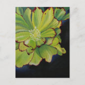 多肉質の ポストカード (正面)