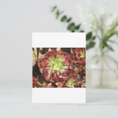 多肉質の ポストカード (スタンド正面)