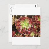 多肉質の ポストカード (正面/裏面)