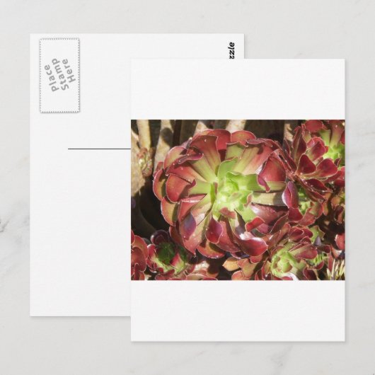 多肉質の ポストカード (正面/裏面)