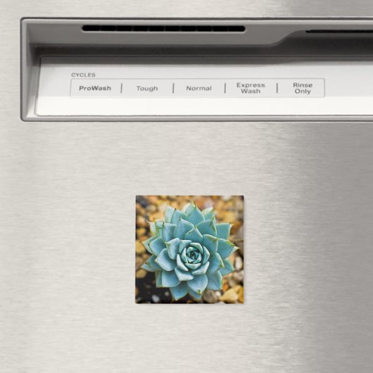 多肉質の マグネット (インサイチュ (食洗機))