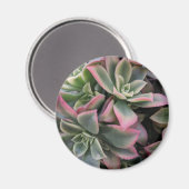 多肉質の マグネット (正面/裏面)