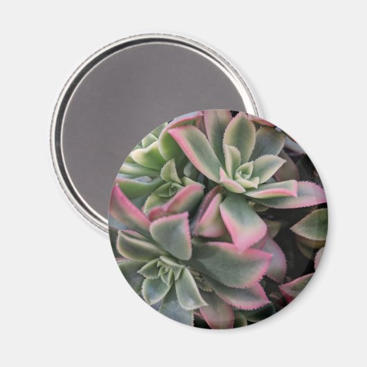 多肉質の マグネット (正面/裏面)