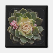 多肉質の マグネット (正面)