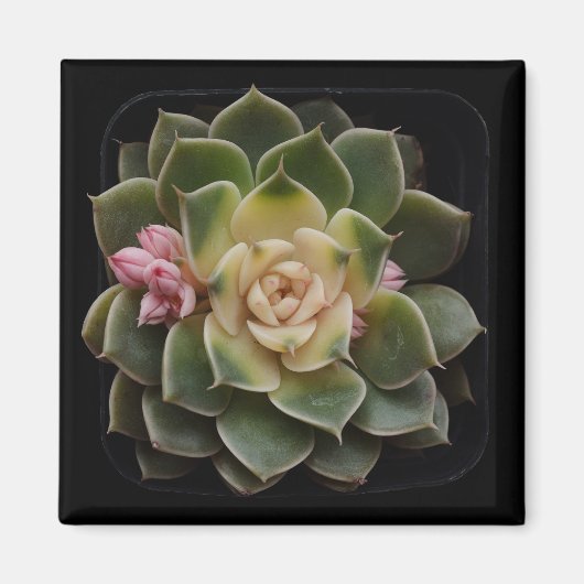 多肉質の マグネット (正面)