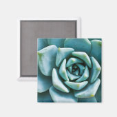 多肉質の マグネット (正面/裏面)