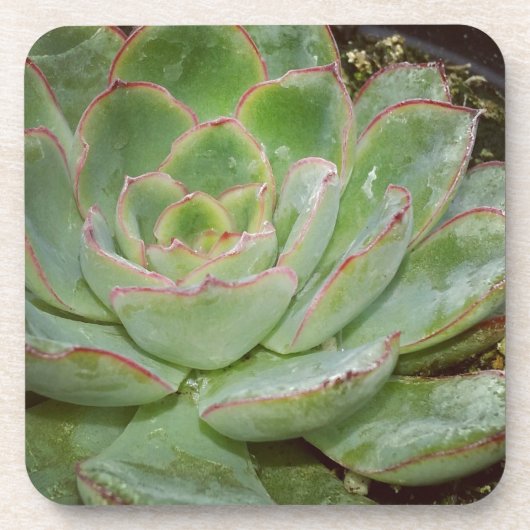 多肉質の、雌鳥と雛 コースター (正面)