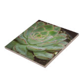 多肉質の、雌鳥と雛 タイル (側面)