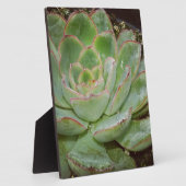 多肉質の、雌鳥と雛 フォトプラーク (側面)