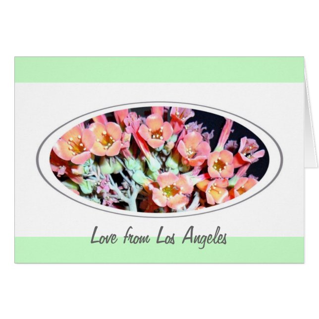 多肉質の「雑草」 (正面横)