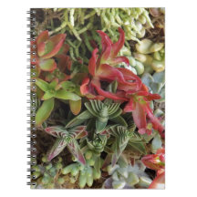 多肉質カラフルの