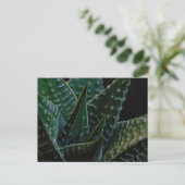 多肉質ゼブラ植物 ポストカード (スタンド正面)