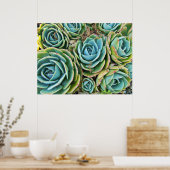 多肉類 ポスター (キッチン)