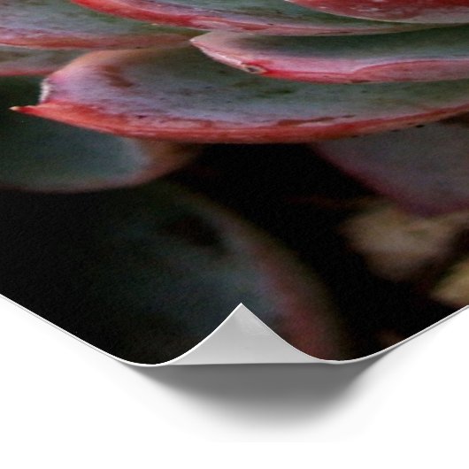 多肉類 ポスター (角)