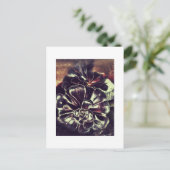 多肉類 ポストカード (スタンド正面)