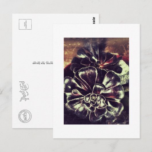 多肉類 ポストカード (正面/裏面)