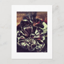 多肉類 ポストカード