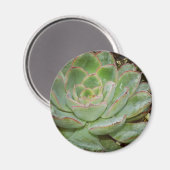 多肉類 マグネット (正面/裏面)