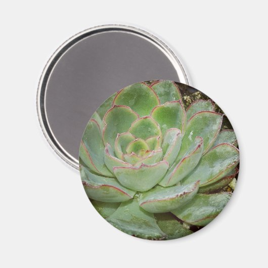 多肉類 マグネット (正面/裏面)