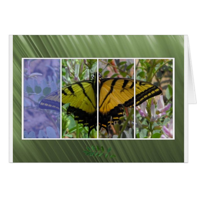 多色のな蝶 (正面横)