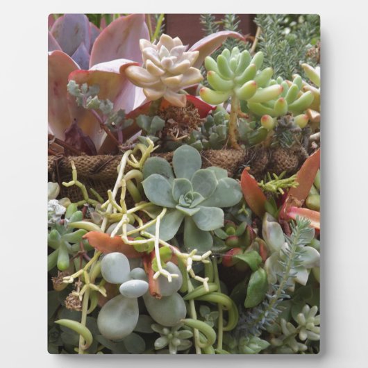 多色のハクトウ フォトプラーク (正面)