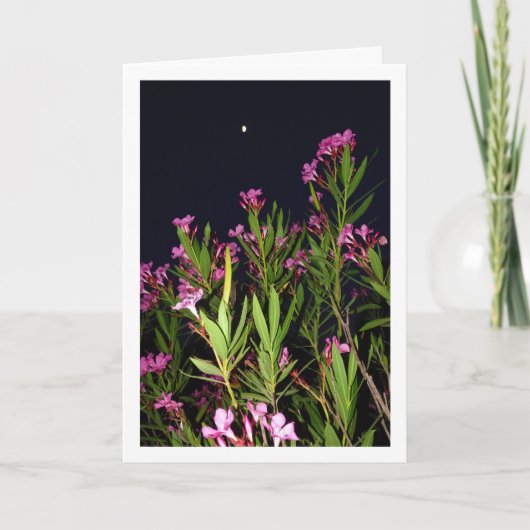 夜のピンクオレアンダー カード (正面)