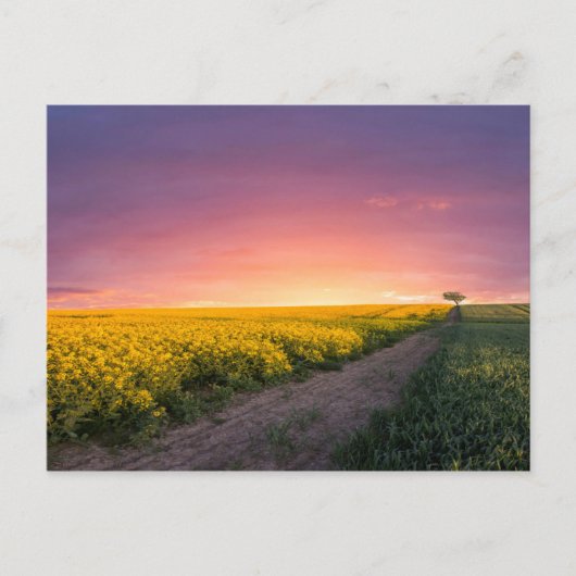 夜のピンク色の空 ポストカード (正面)