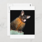 夜のポッサム ポストカード (正面/裏面)