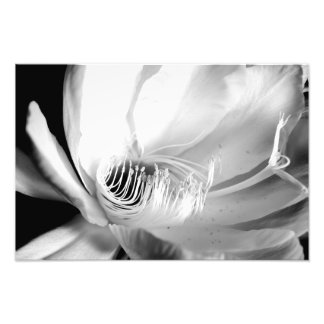 夜の女王は白黒で閉じる フォトプリント