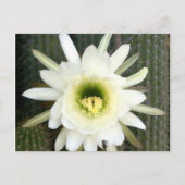 夜の女王サボテンの花、カラハリ地方 ポストカード (正面)