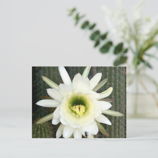 夜の女王サボテンの花、カラハリ地方 ポストカード (スタンド正面)