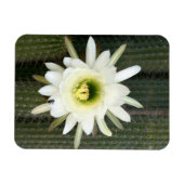夜の女王サボテンの花 カルー地域 マグネット (横)