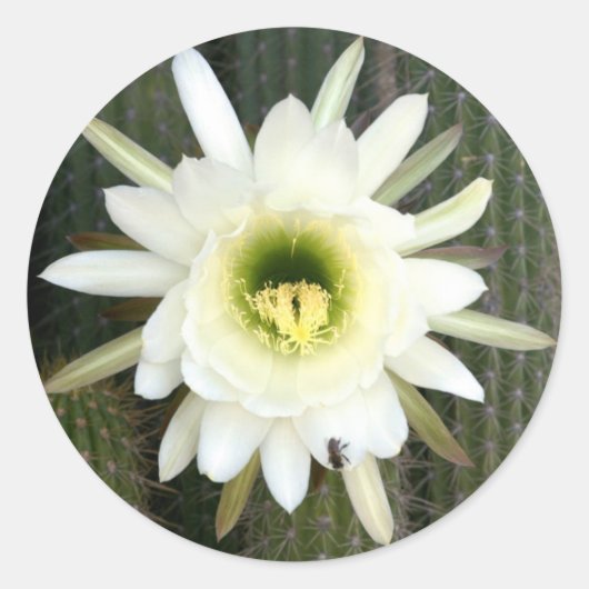 夜の女王サボテンの花 カルー地域 ラウンドシール (正面)