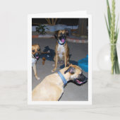 夜の犬たち カード (正面)