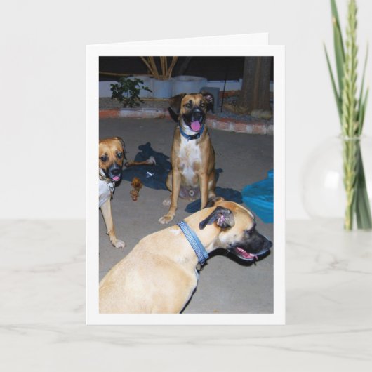 夜の犬 カード (正面)