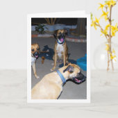 夜の犬 カード (黄色い花)