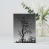 夜の白と黒の木 ポストカード (スタンド正面)