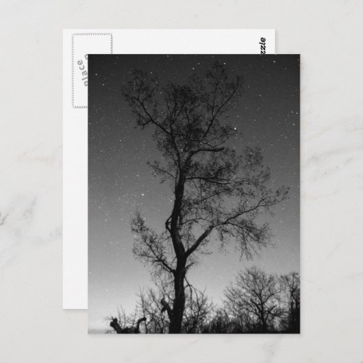 夜の白と黒の木 ポストカード (正面/裏面)