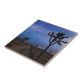 夜の砂漠の道およびジョシュアツリー タイル (側面)