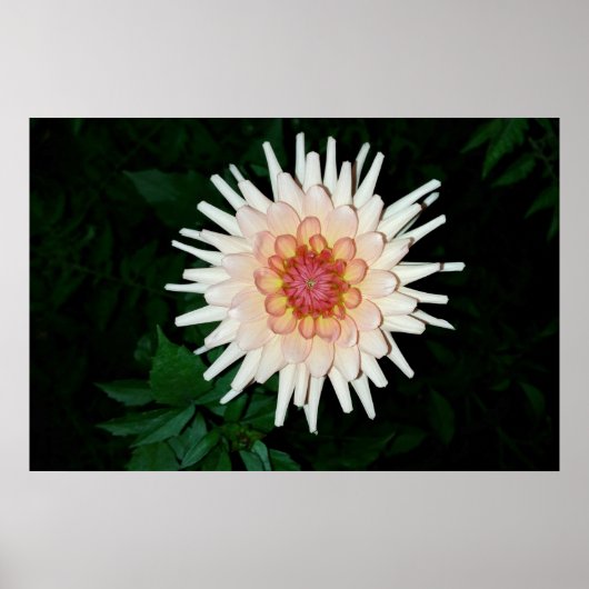 夜の花カッコいい咲き ポスター (正面)