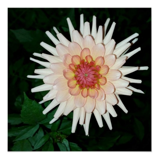 夜の花カッコいい咲き ポスター (正面)