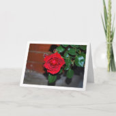 夜の赤いバラの肖像 カード (正面)