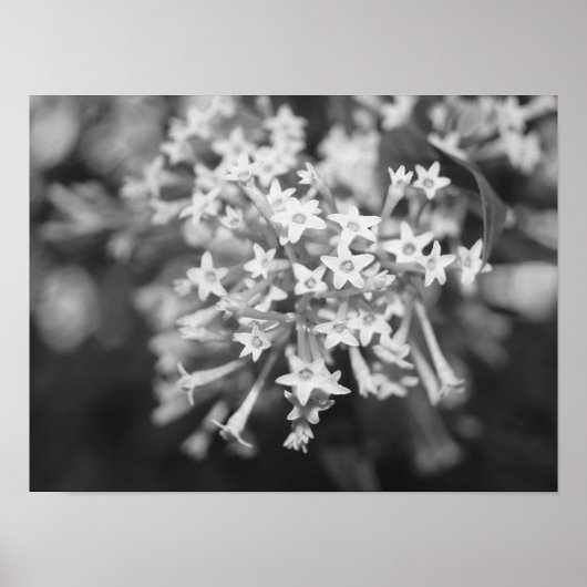 夜咲きのジャスミン ポスター (正面)