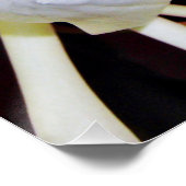 夜咲きスタゴーンシダ ポスター (コーナー)