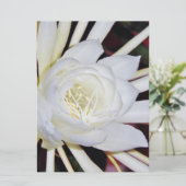 夜咲く花 (スタンド正面)