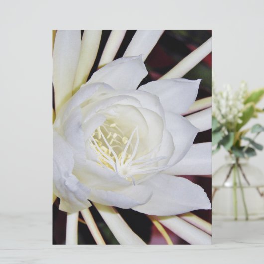 夜咲く花 (スタンド正面)