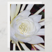 夜咲く花 (正面/裏面)