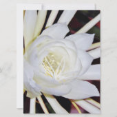 夜咲く花 (正面)