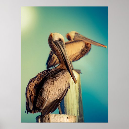 夜明けのペリカン ポスター (正面)